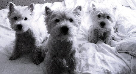 Prima, Dolce and Knock. 2004 Prima, Dolce and Knock. 2004