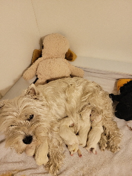 Violet Albert litter